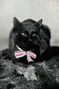 Black cat image
